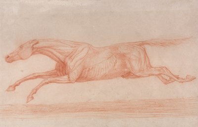 Study of a Racehorse in Action- Galloping to Left, a Semi-Anatomical Study, with Skin Flayed to Show by George Stubbs